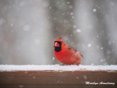 300-cardinal_more-snow_020721_0065