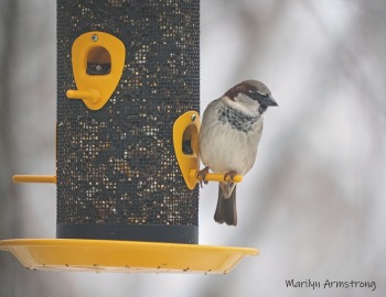 300-house-sparrow_second-snow-day-birds_0062