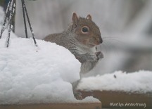 300-hungry-squirrel_020221_0011