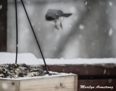 300-incoming-tufted-titmouses_more-snow_020721_0138