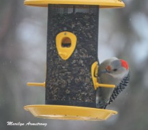 300-red-bellied-woodpecker_020921_0003