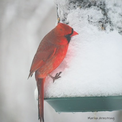 A red red Cardinal on a snowy feeder
