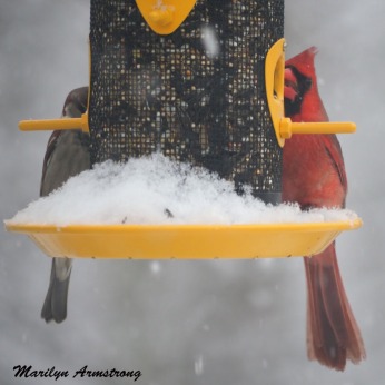 300-square-cardinal-sparrow_more-snow_020721_0108