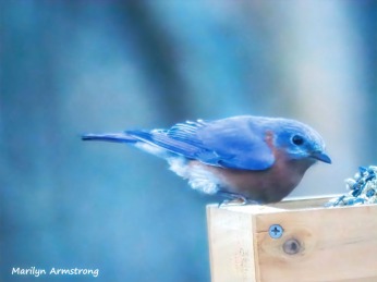 Bright Bluebird