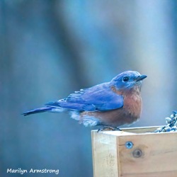 Nature's Bluebird