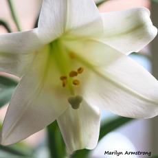 300-square-easter-lilies__033121_008